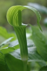 Jack-in-the-Pulpit