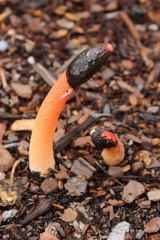 Devil's Stinkhorn