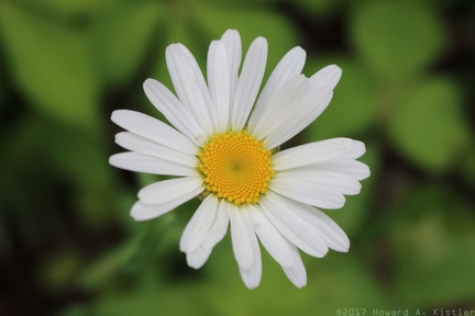Ox-eye Daisy
