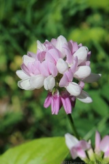Crown Vetch