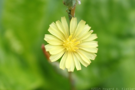 Prickly Lettuce