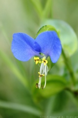 Common Dayflower