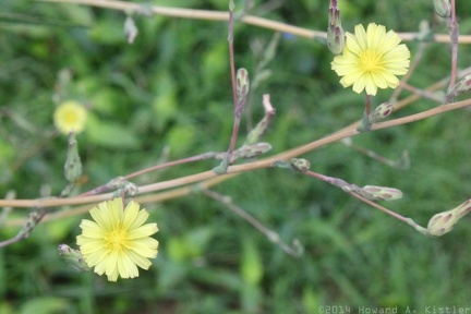 Prickly Lettuce