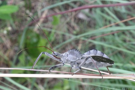 Wheel Bug
