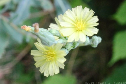 Prickly Lettuce