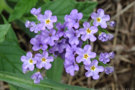 Clasping Heliotrope