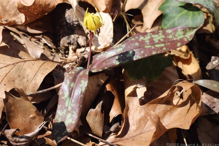 Trout Lily