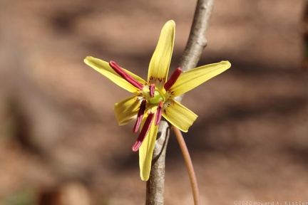 Trout Lily