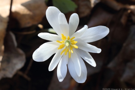 Bloodroot
