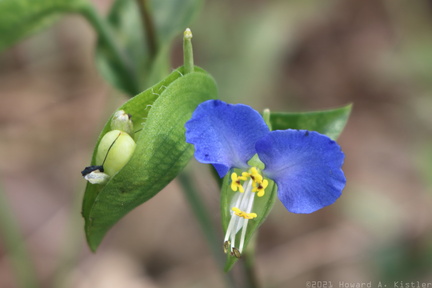 Common Dayflower