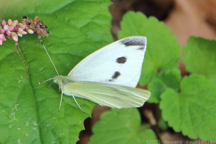 Cabbage White