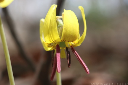 Trout Lily