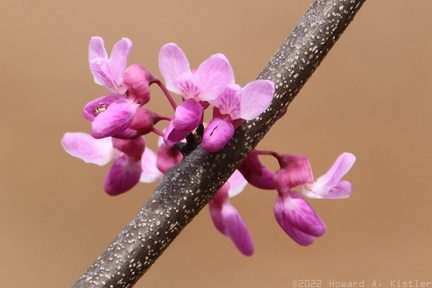 Eastern Redbud