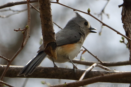 Tufted Titmouse