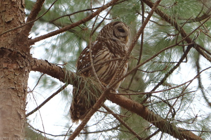 Barred Owl