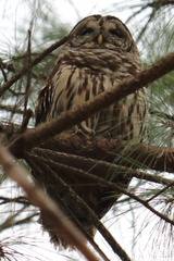 Barred Owl