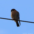 American Kestrel