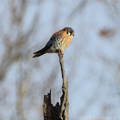 American Kestrel