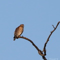 American Kestrel