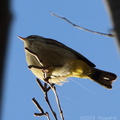 Palm Warbler