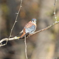 American Kestrel