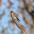 American Kestrel