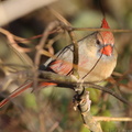 Northern Cardinal