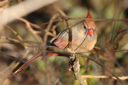 Northern Cardinal