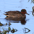 Green-winged Teal