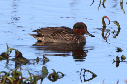 Green-winged Teal
