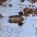 Green-winged Teal