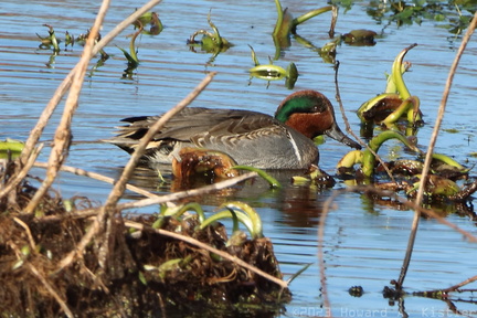 Green-winged Teal