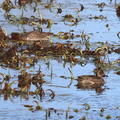 Green-winged Teal