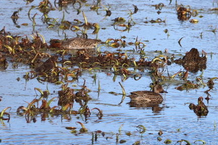 Green-winged Teal