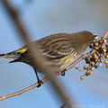 Yellow-rumped Warbler