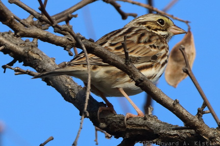 Savannah Sparrow