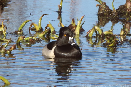 Ring-necked Duck