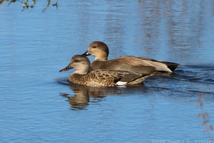 Gadwall