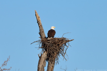 Bald Eagle