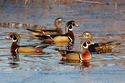 Wood Duck