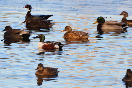 Duck Gathering