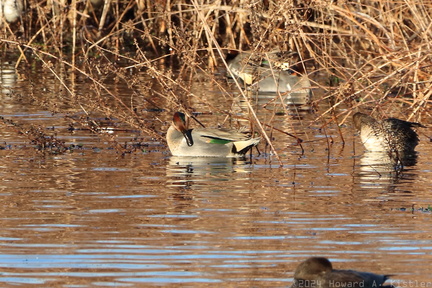 Green-winged Teal