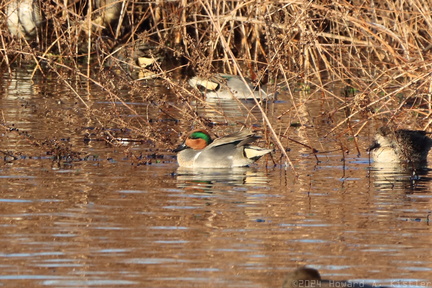 Green-winged Teal