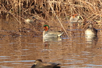 Green-winged Teal