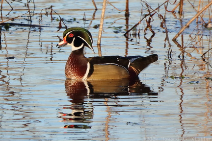 Wood Duck