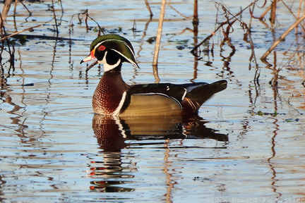 Wood Duck