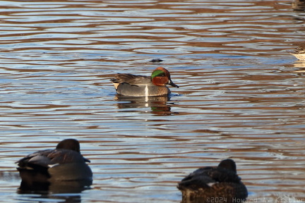 Green-winged Teal