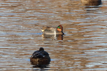Green-winged Teal