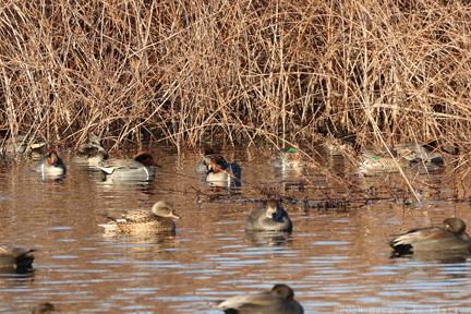 Green-winged Teal & Gadwall