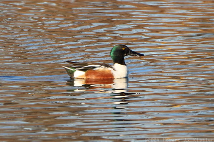Northern Shoveler